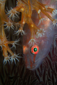 Goby on soft coral, Tulamben. by Doug Anderson 
